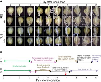 Cell wall-related genes and lignin accumulation contribute to the root resistance in different maize (Zea mays L.) genotypes to Fusarium verticillioides (Sacc.) Nirenberg infection